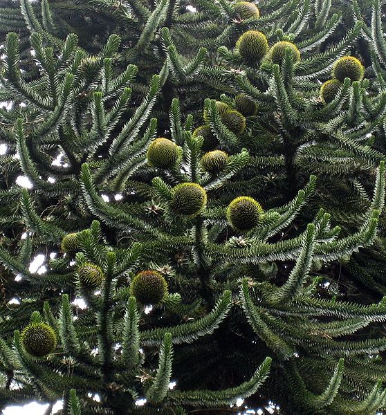 monkey puzzle tree